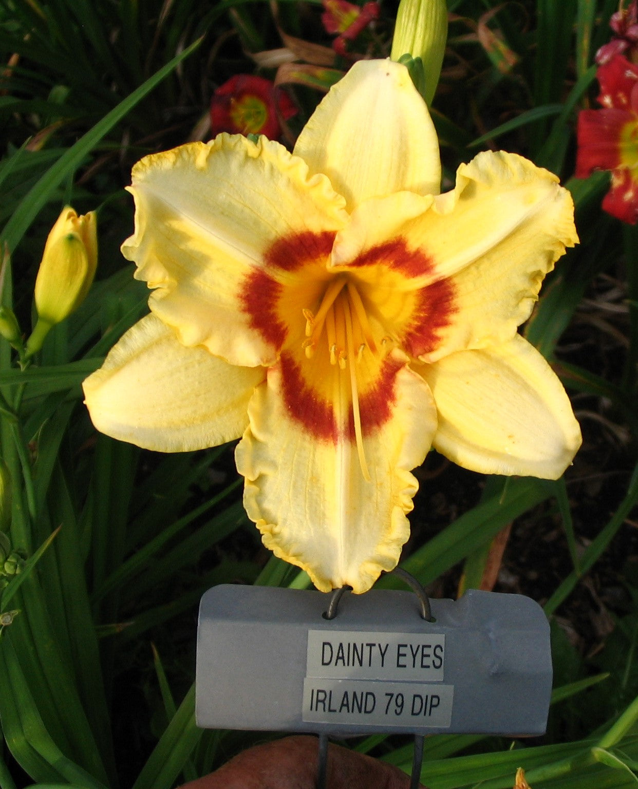 DAINTY EYES