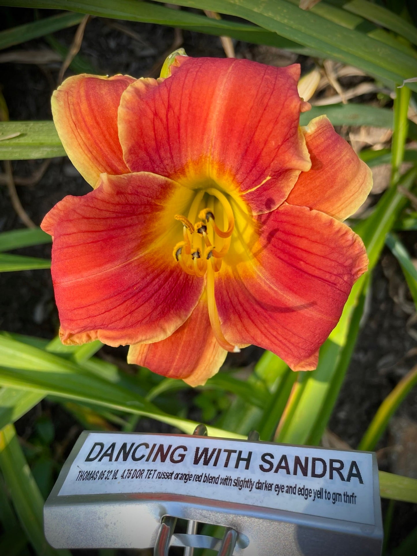 DANCING WITH SANDRA