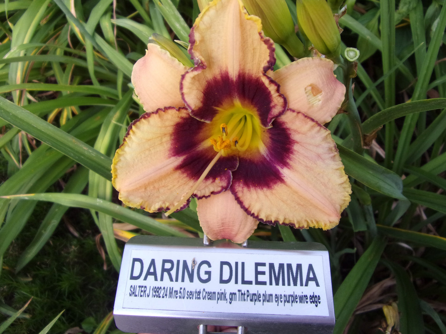 DARING DILEMMA