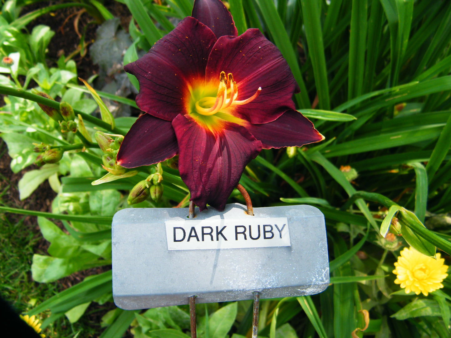DARK RUBY