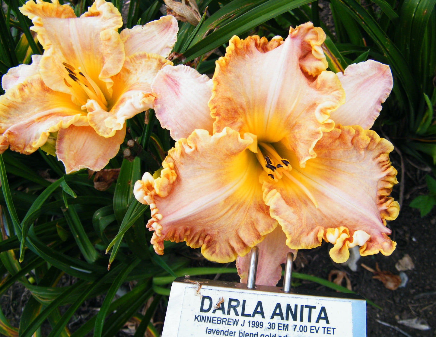 DARLA ANITA
