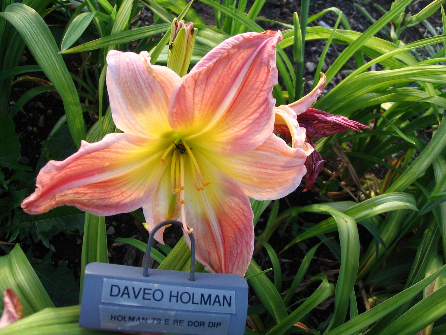 DAVEO HOLMAN