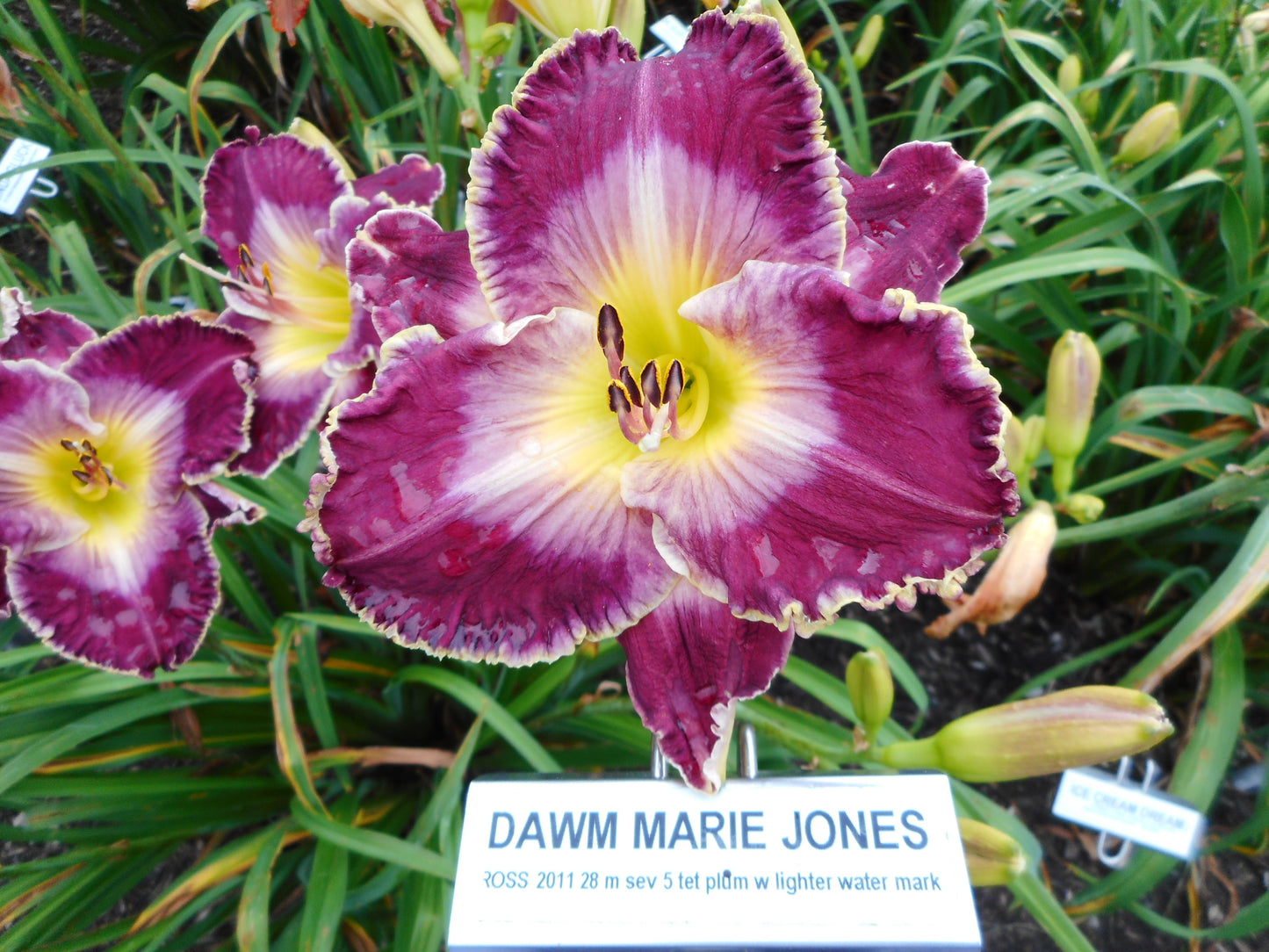 DAWN MARIE JONES