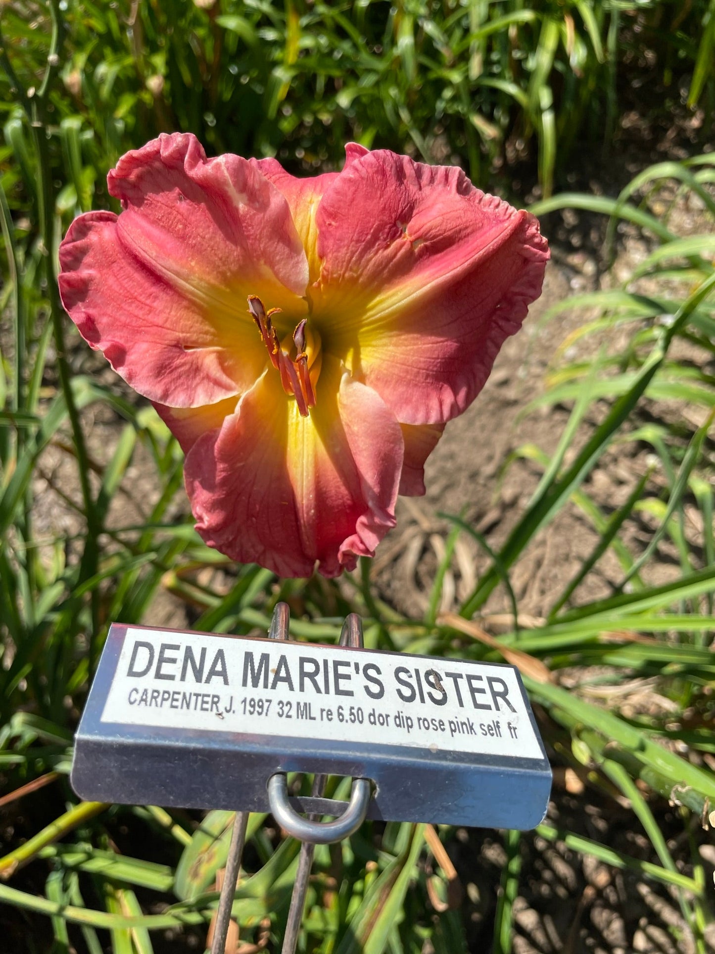 DENA MARIE'S SISTER