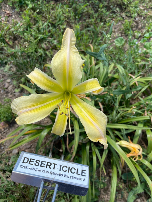 DESERT ICICLE