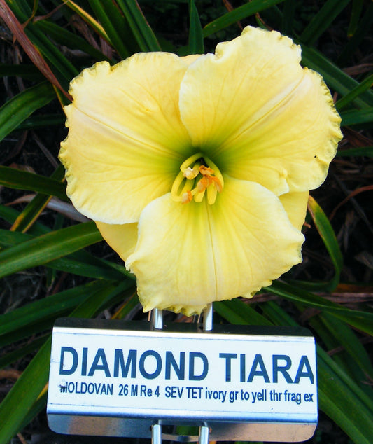 DIAMOND TIARA
