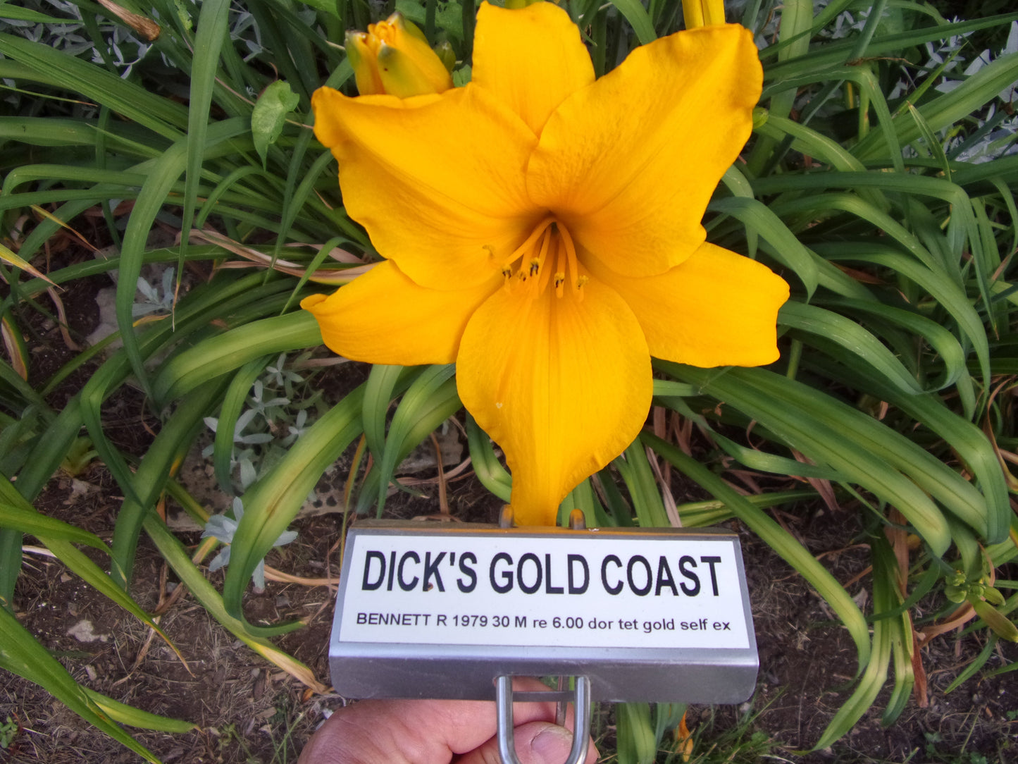 DICK'S GOLDCOAST
