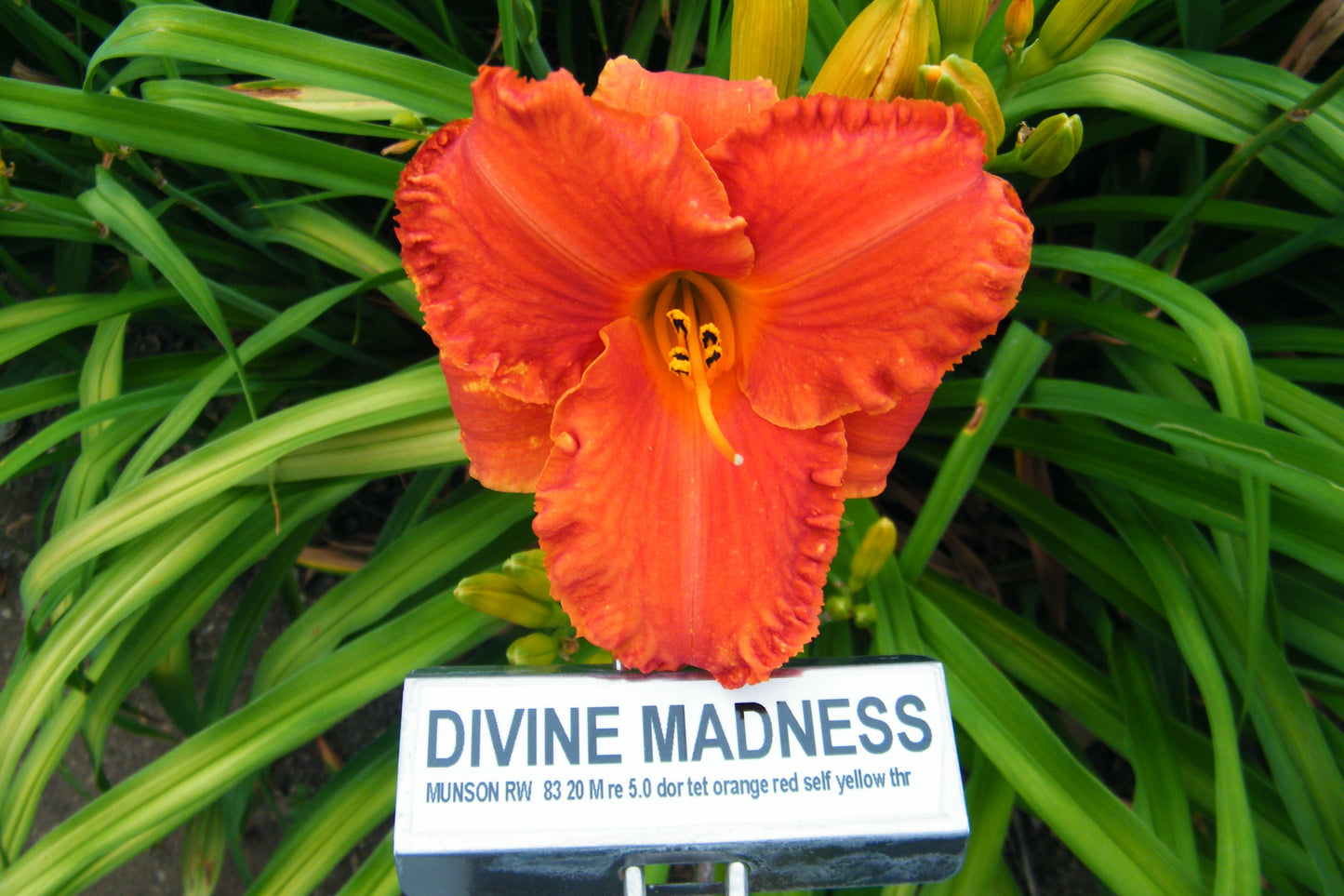 DIVINE MADNESS