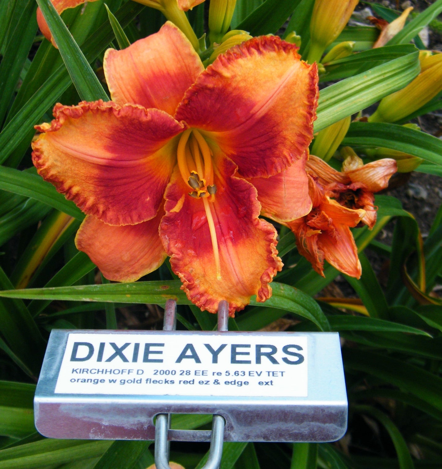 DIXIE AYERS