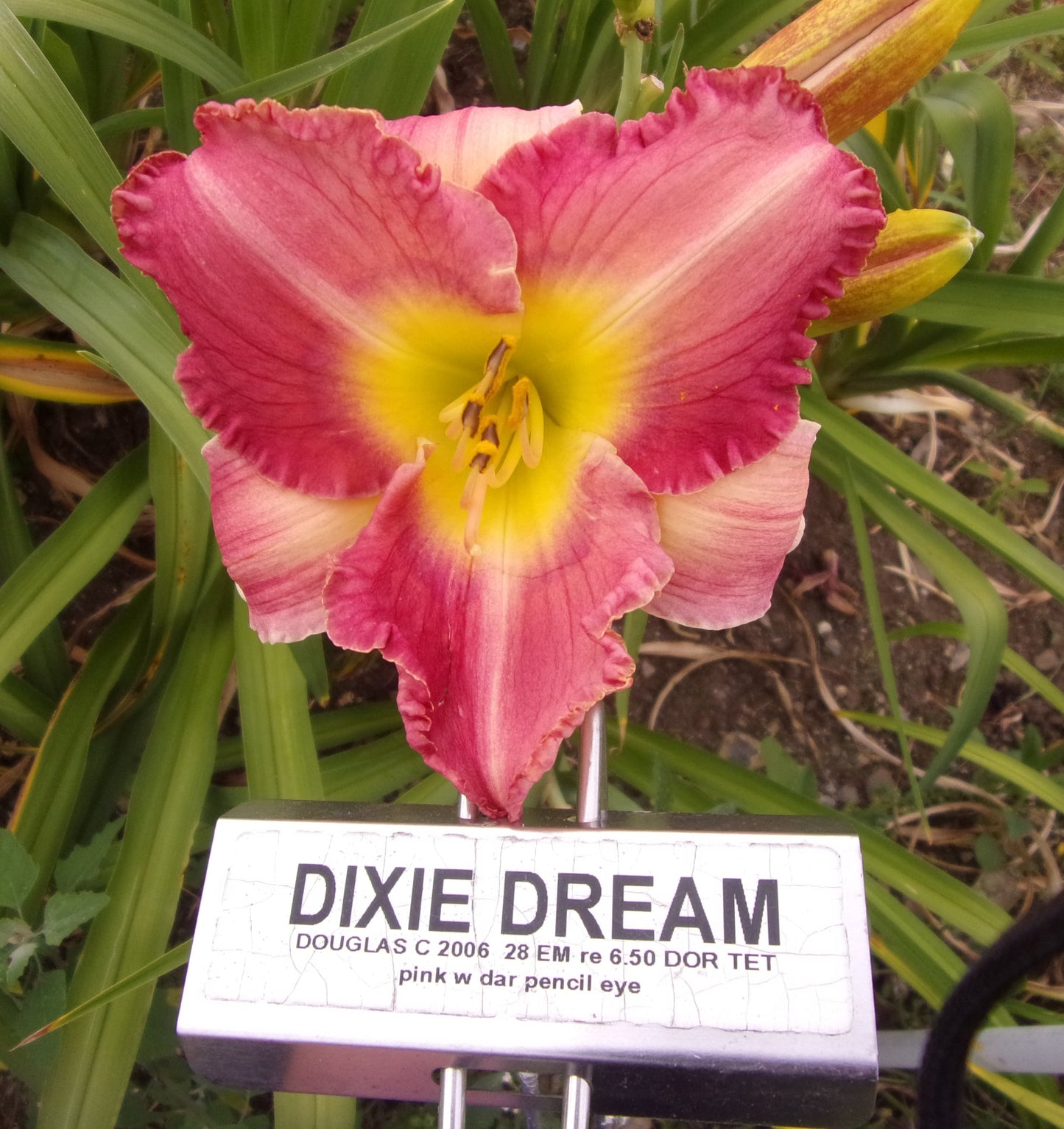 DIXIE DREAM