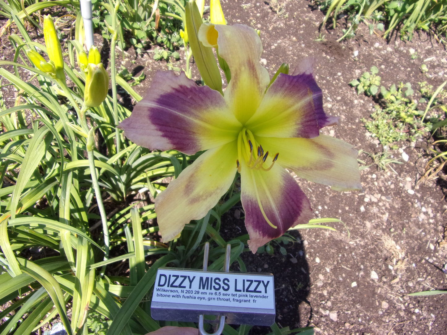 DIZZY MISS LIZZY