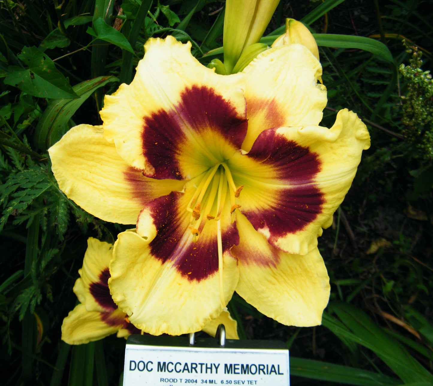 DOC MCCARTHY MEMORIAL