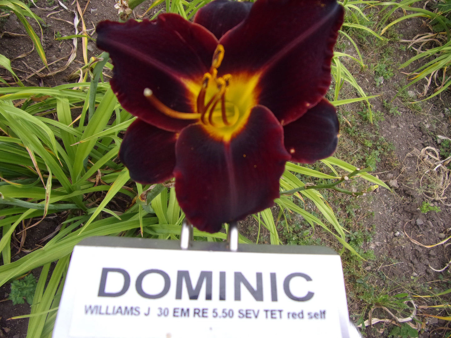 DOMINIC