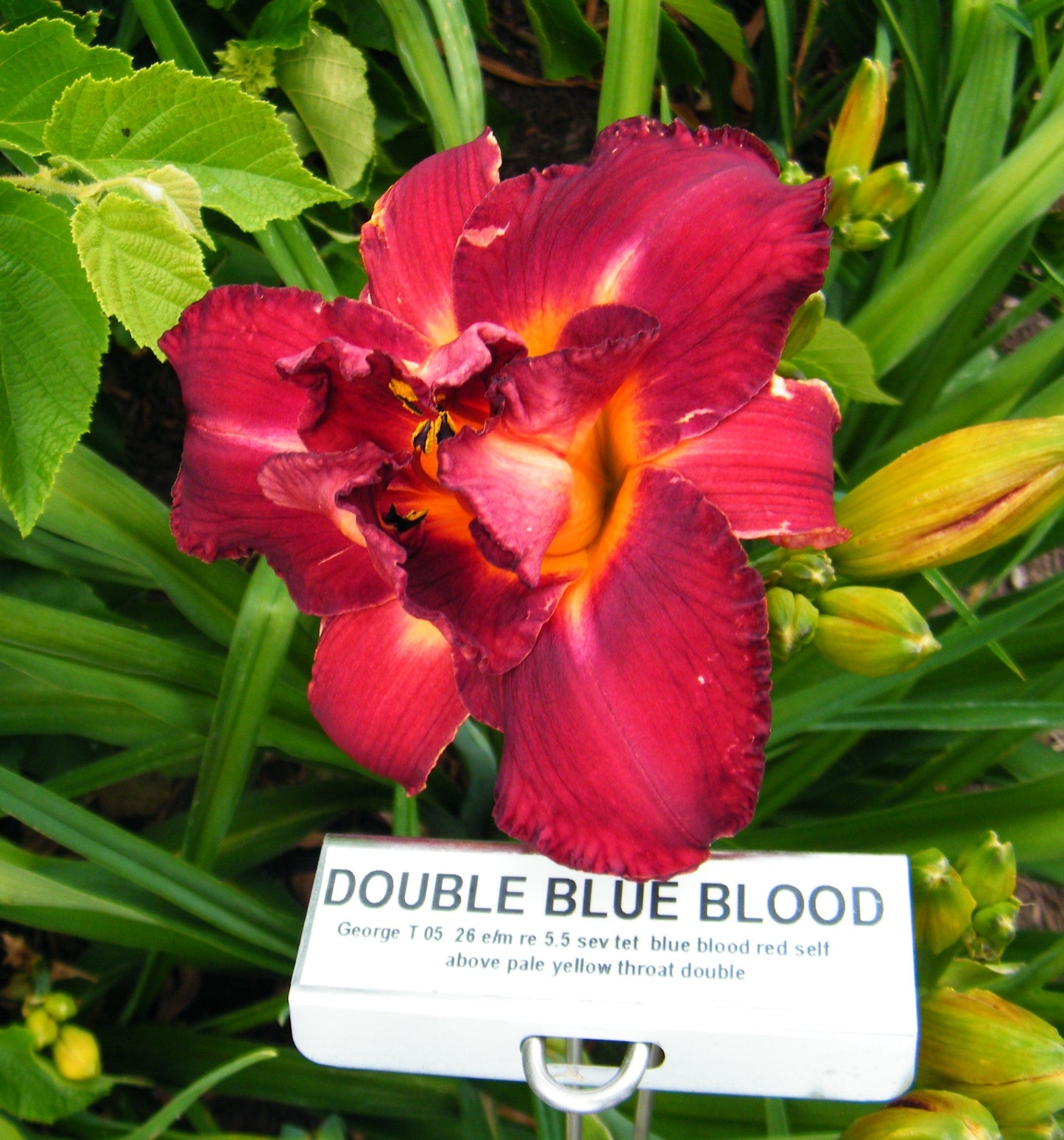 DOUBLE BLUE BLOOD