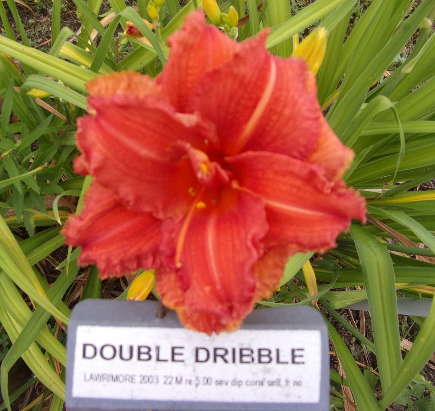 DOUBLE DRIBBLE