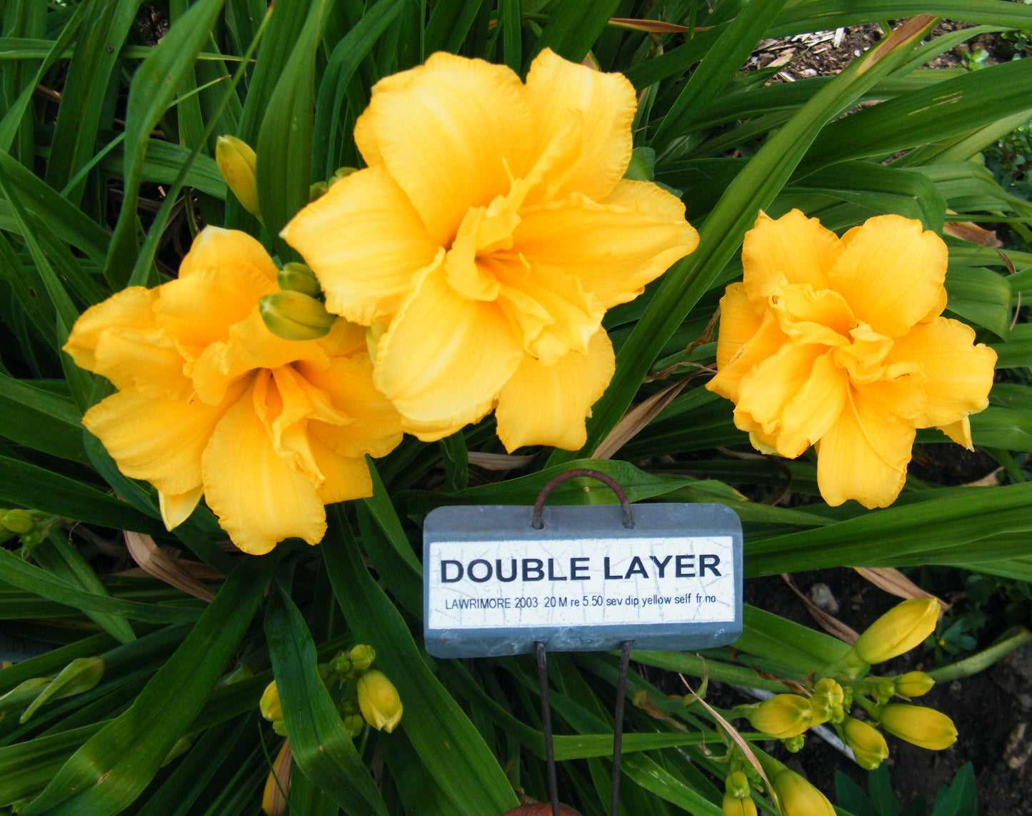 DOUBLE LAYER