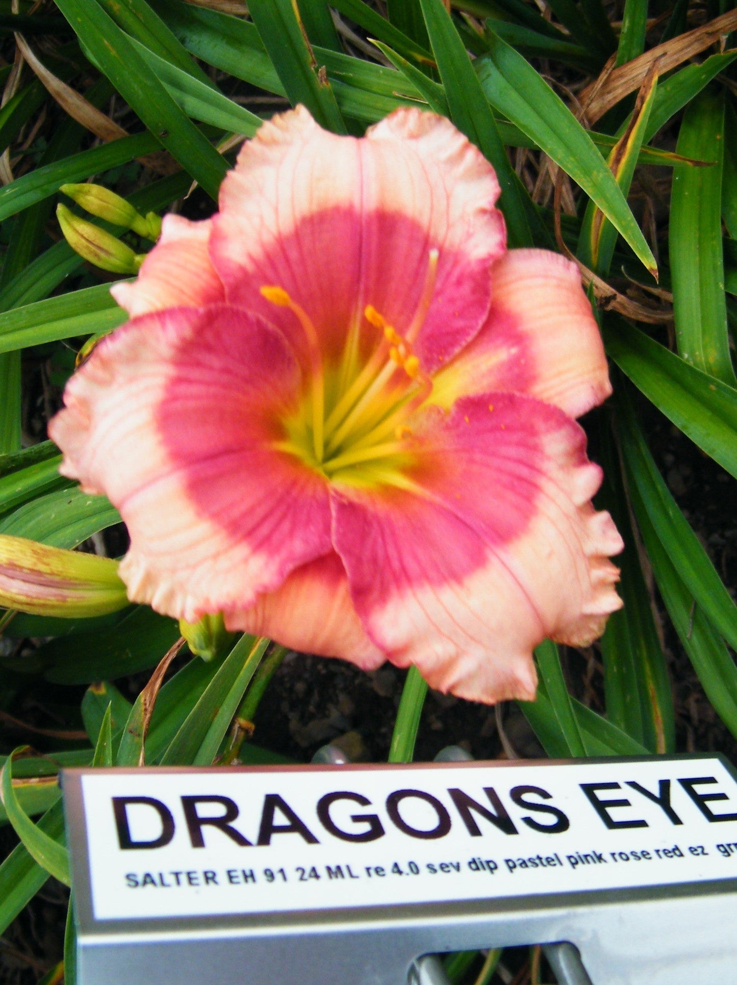DRAGONS EYE
