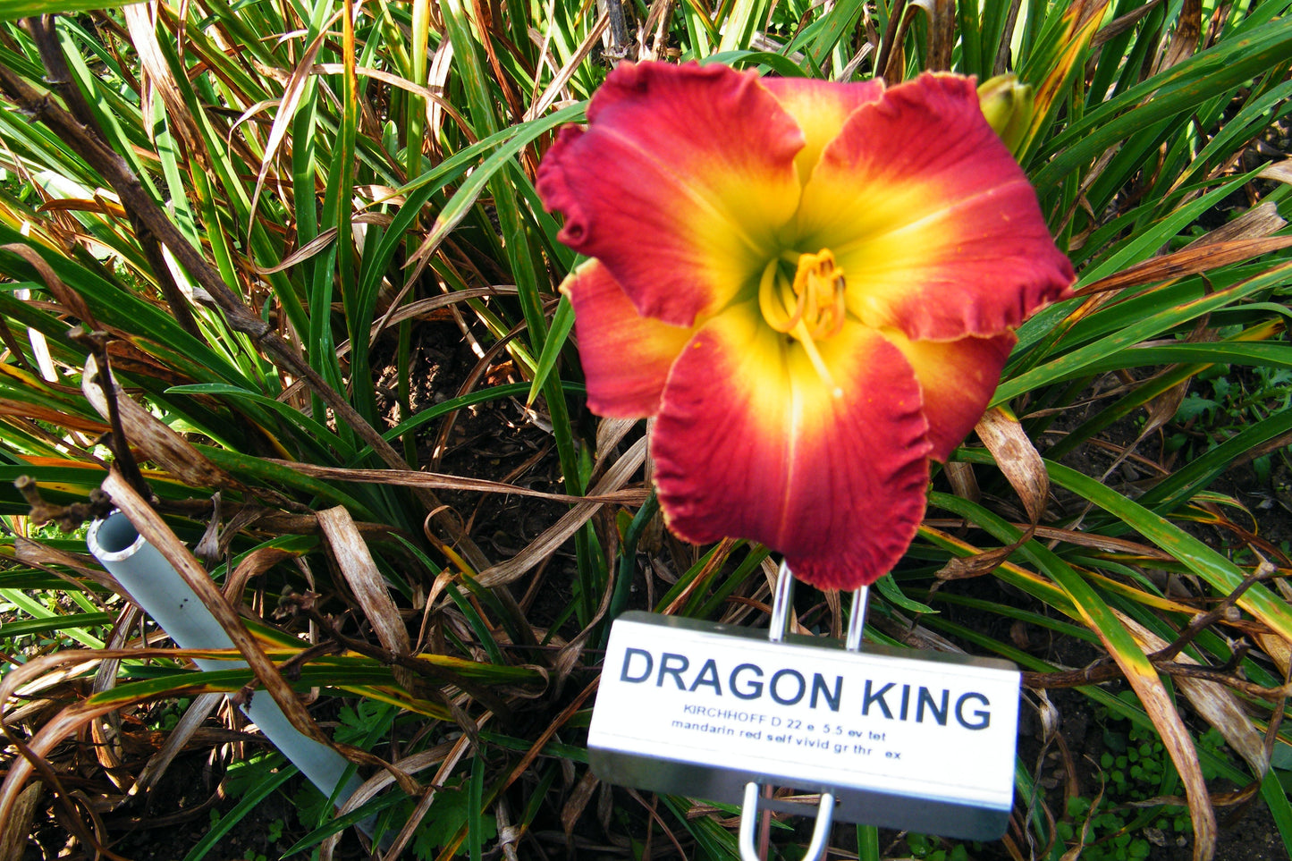 DRAGON KING