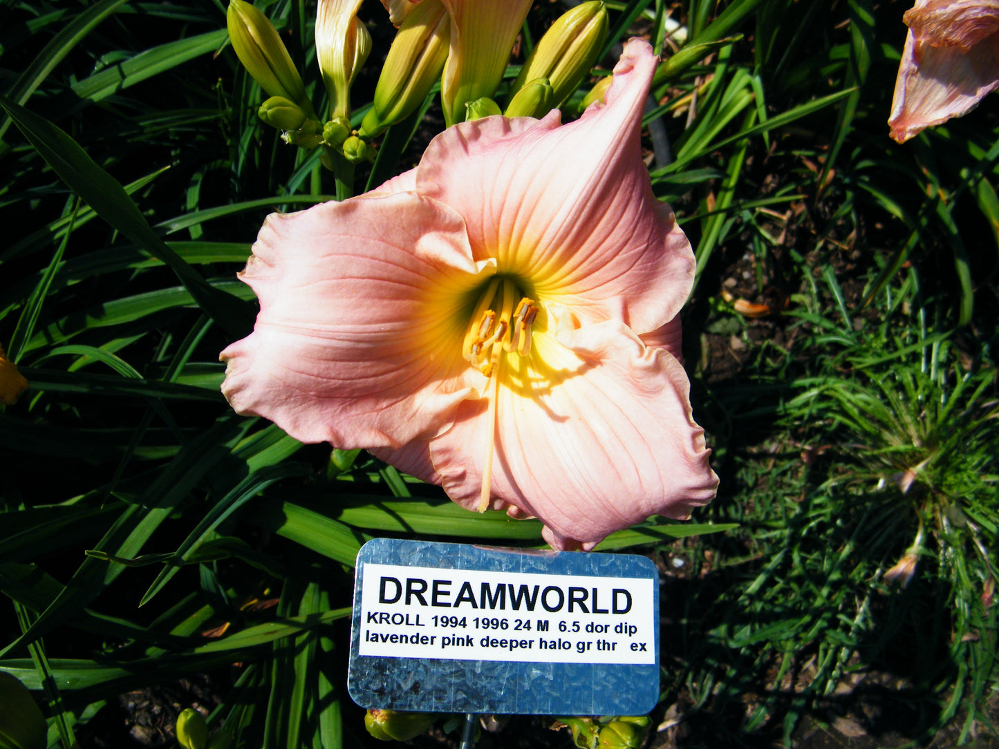 DREAMWORLD