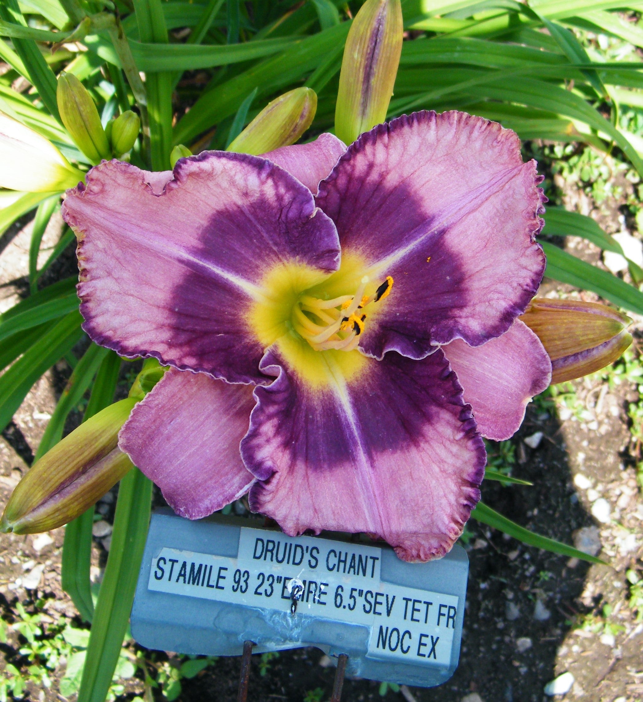 druid-s-chant-qb-daylily-gardens