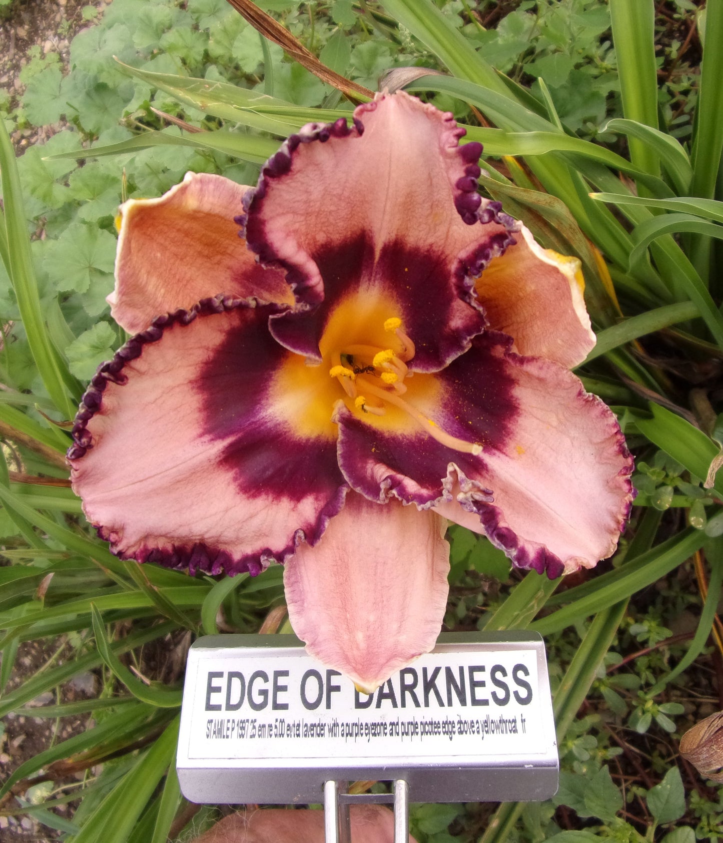 EDGE OF DARKNESS