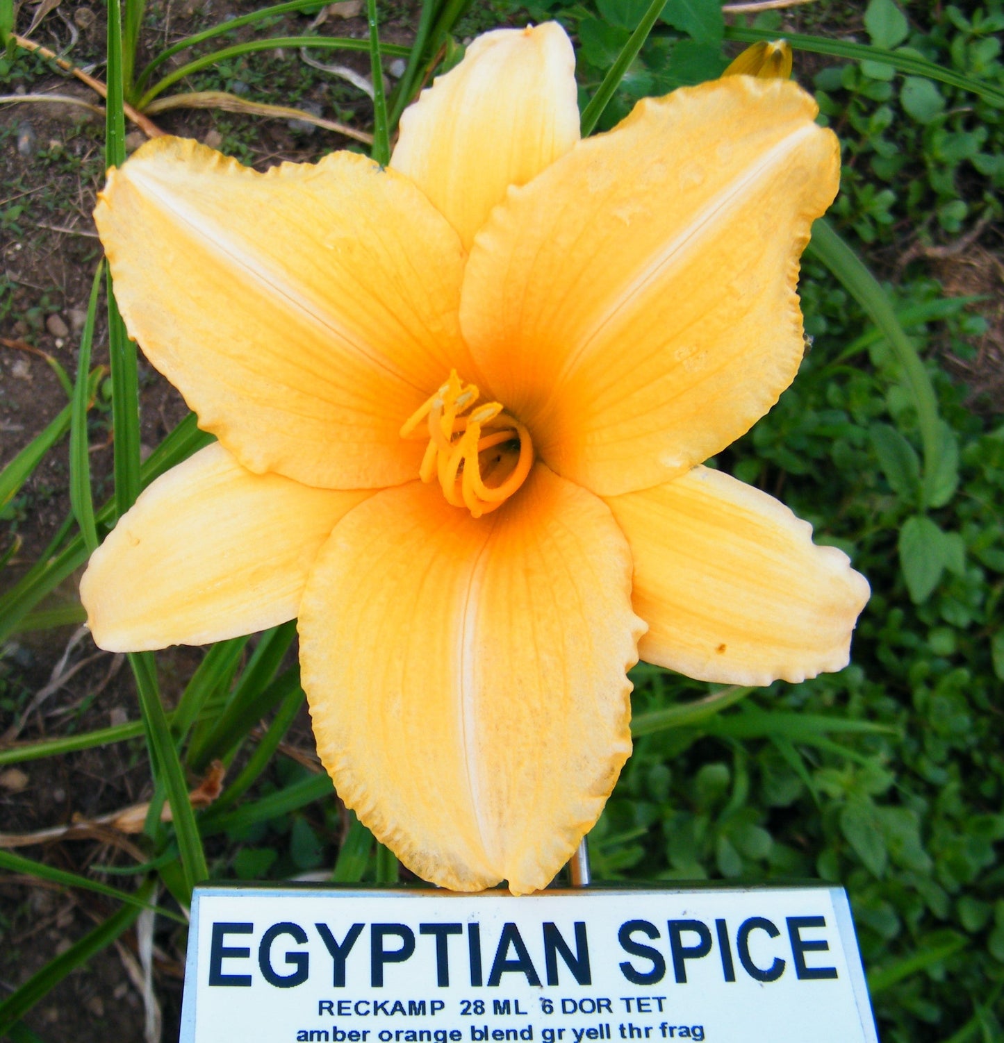 EGYPTIAN SPICE