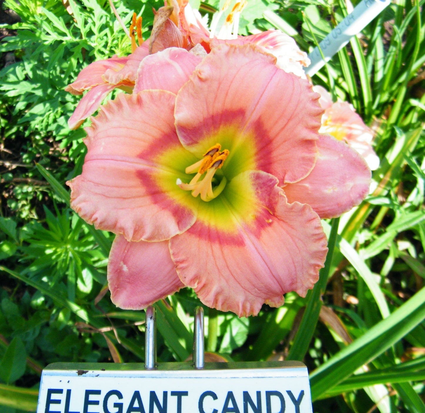 ELEGANT CANDY