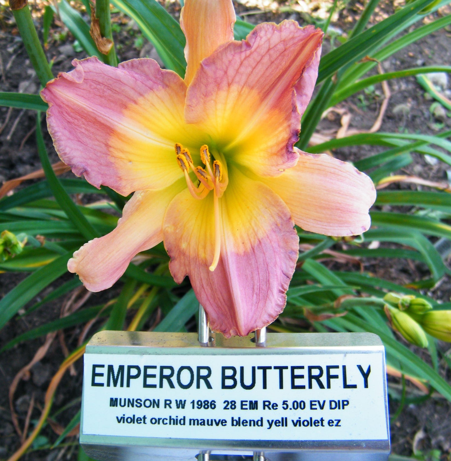 EMPEROR BUTTERFLY