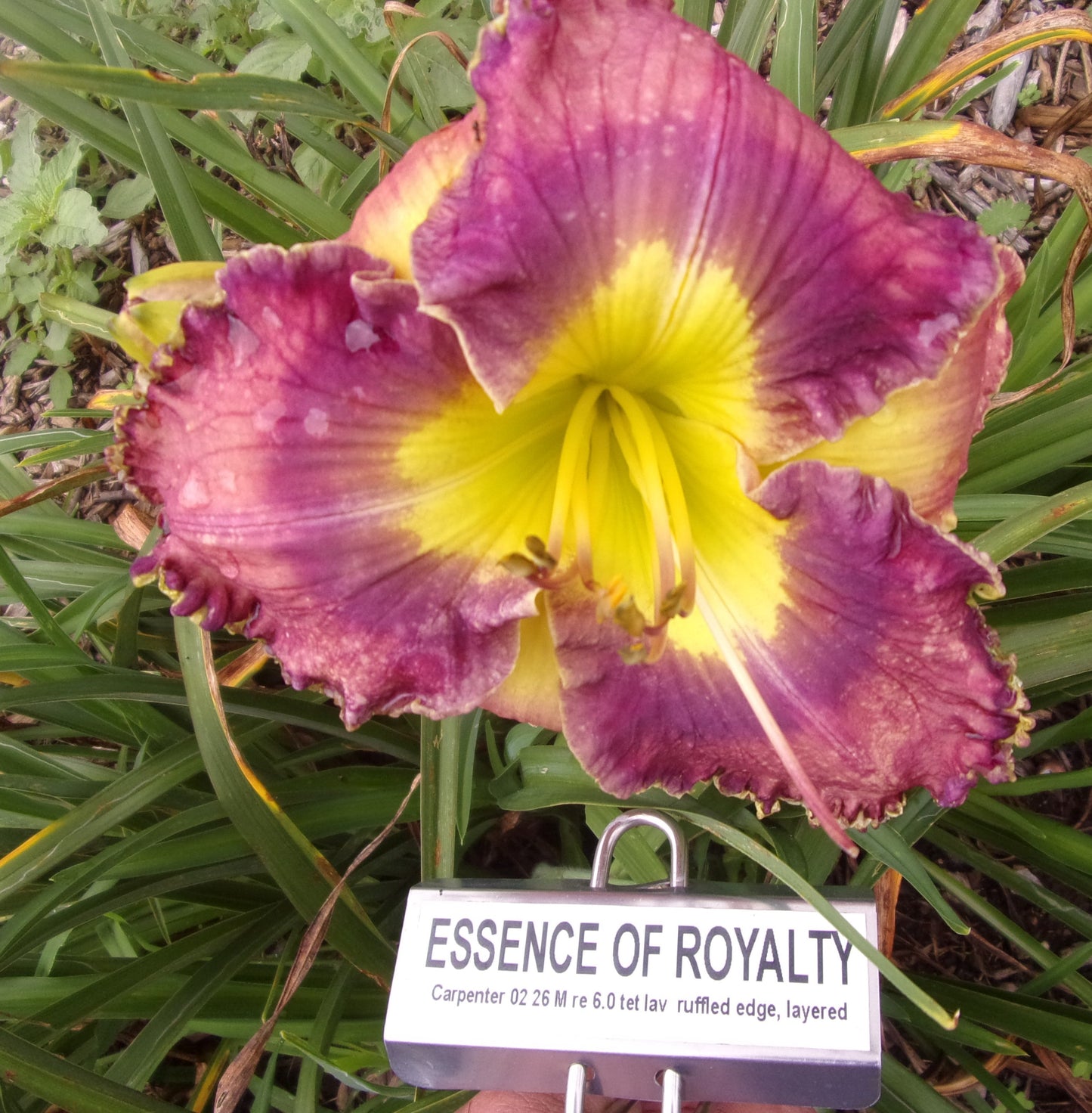 ESSENCE OF ROYALTY