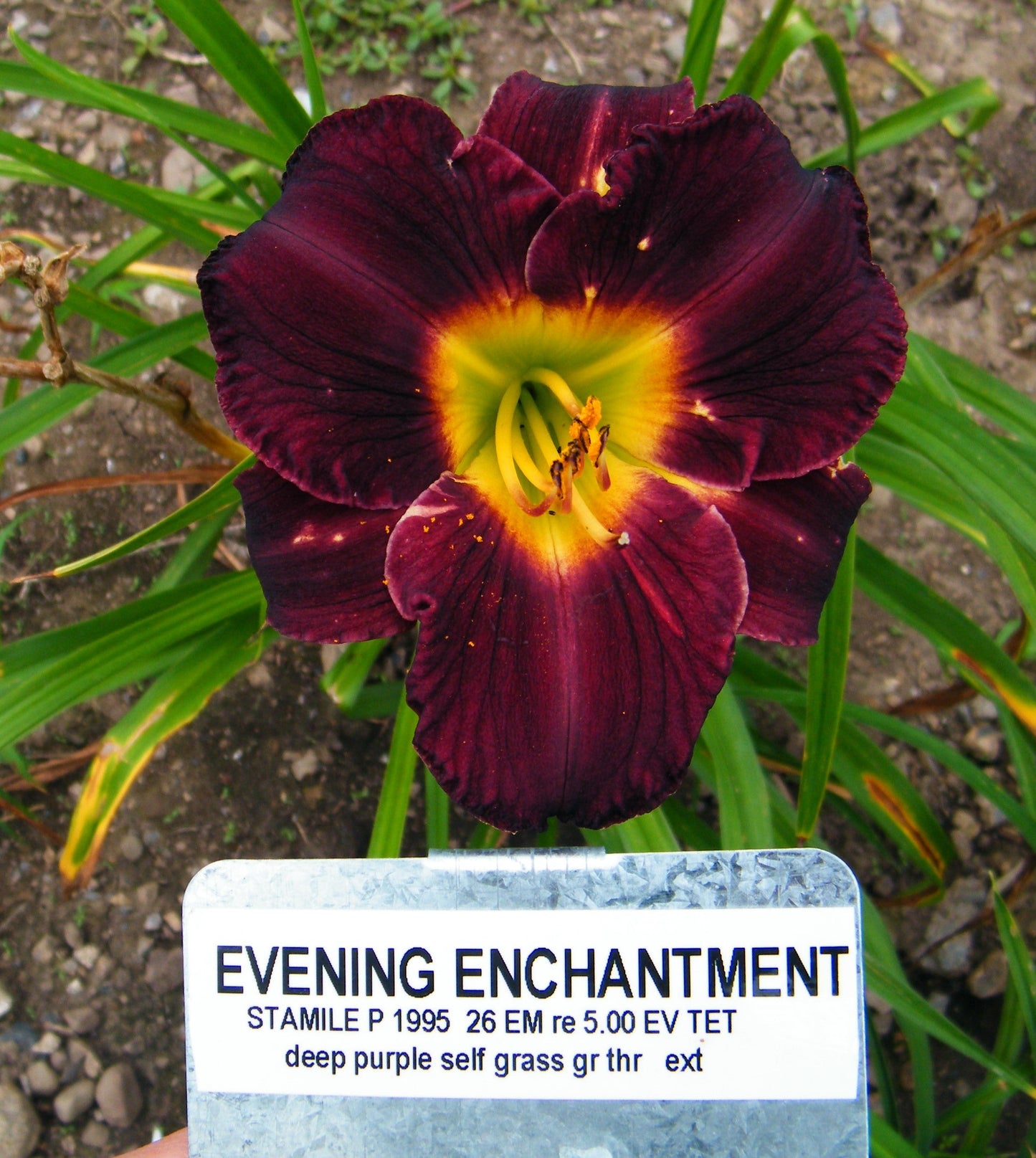 EVENING ENCHANTMENT