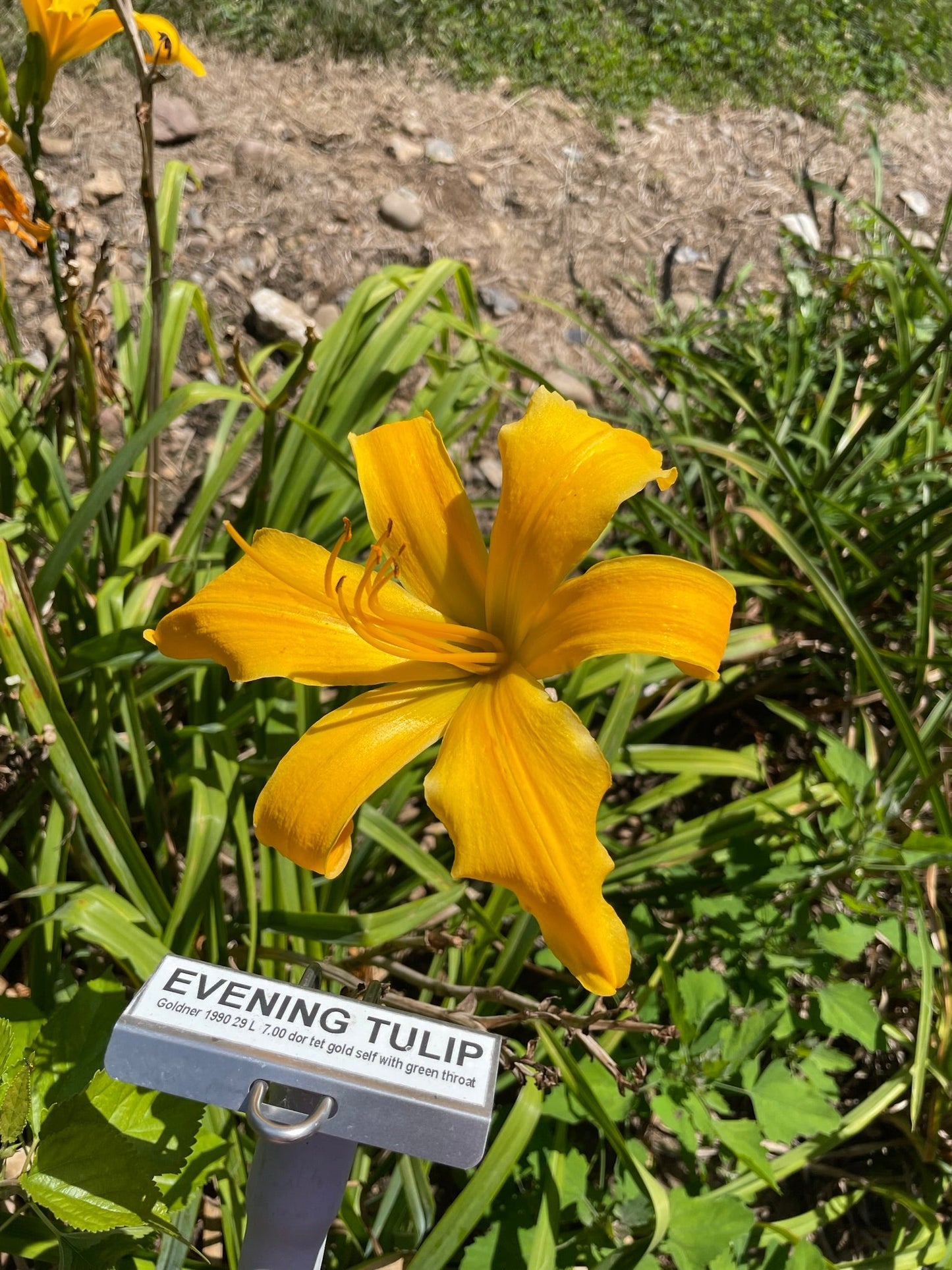 EVENING TULIP