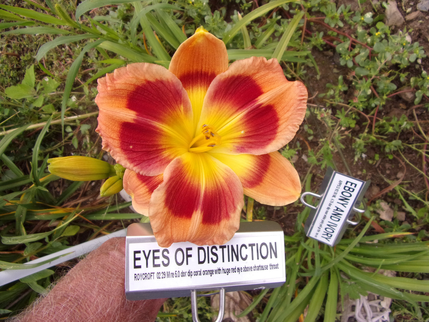 EYES OF DISTINCTION