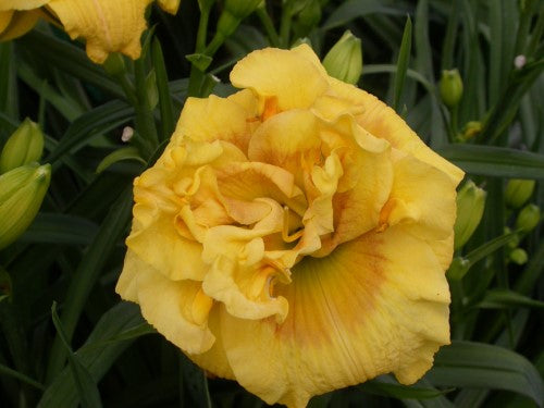 FARMVILLE PARTY TIME