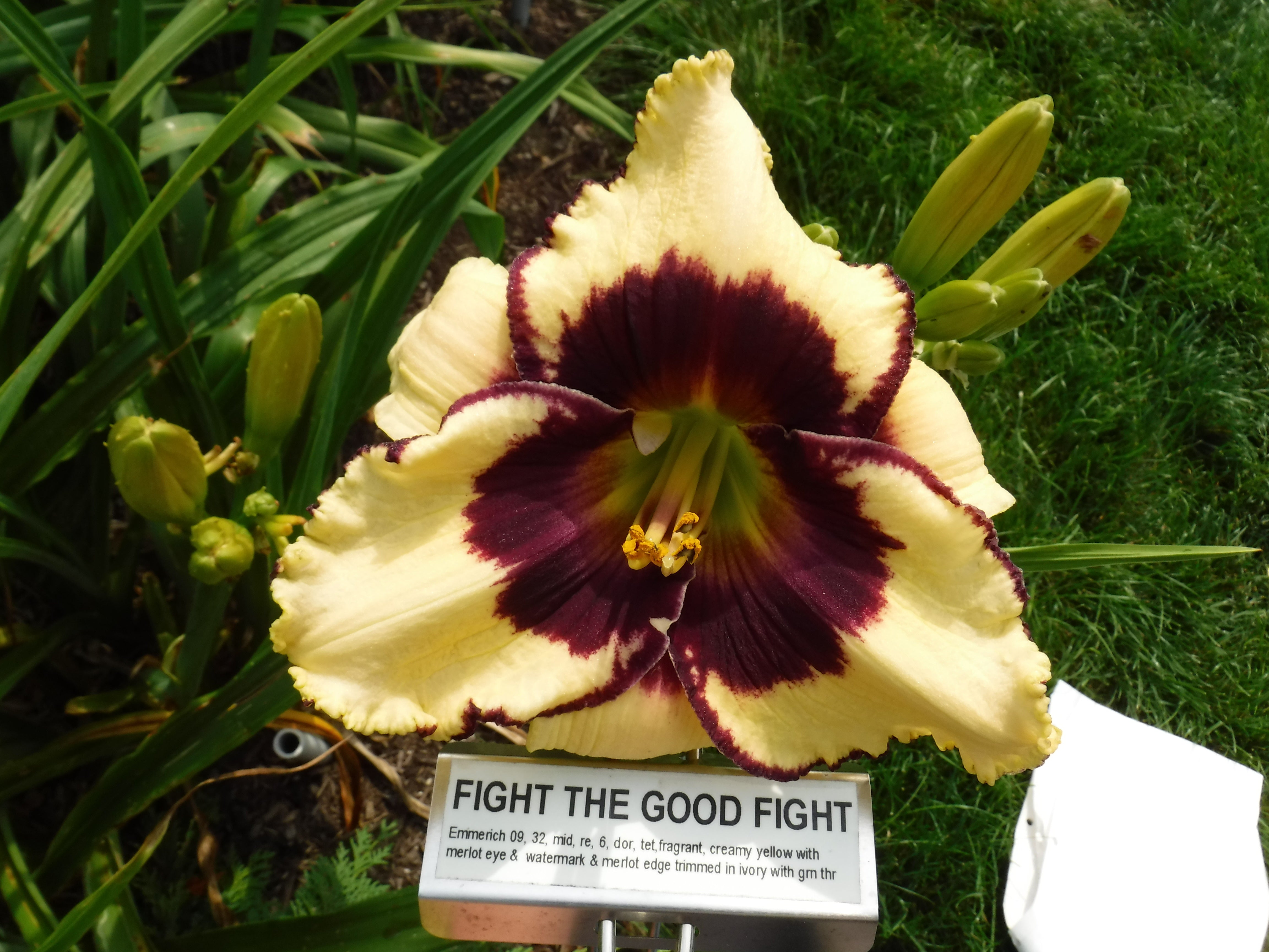 fight-the-good-fight-qb-daylily-gardens