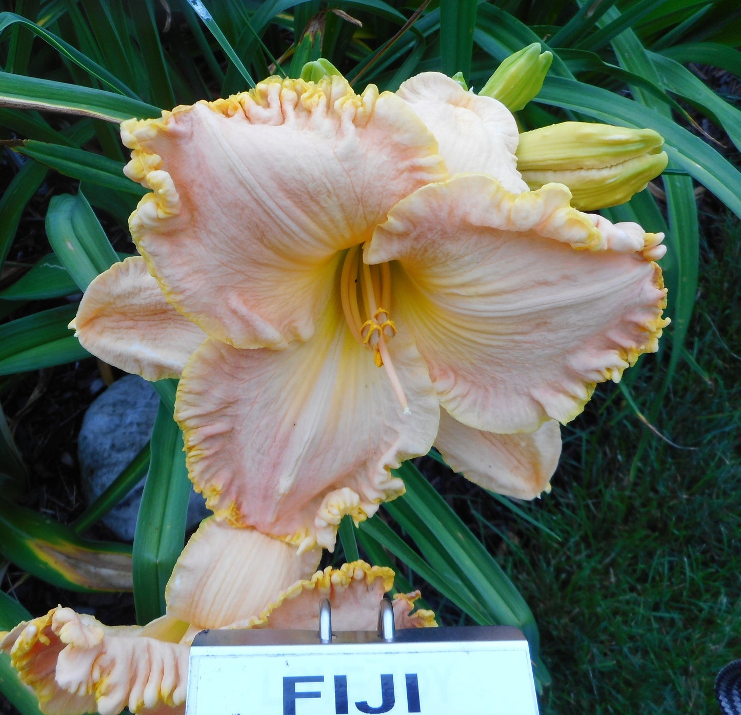 FIJI