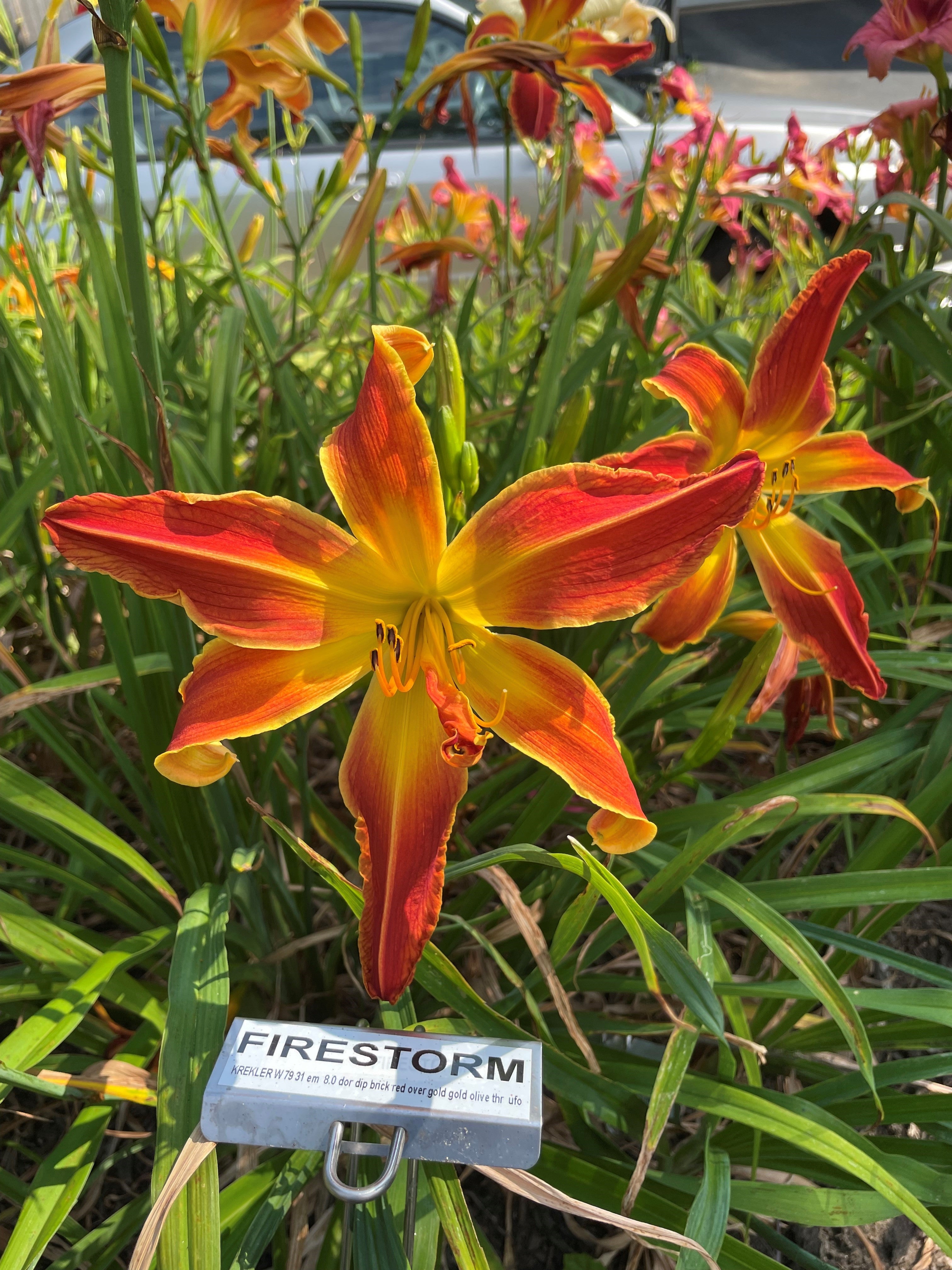 firestorm-qb-daylily-gardens