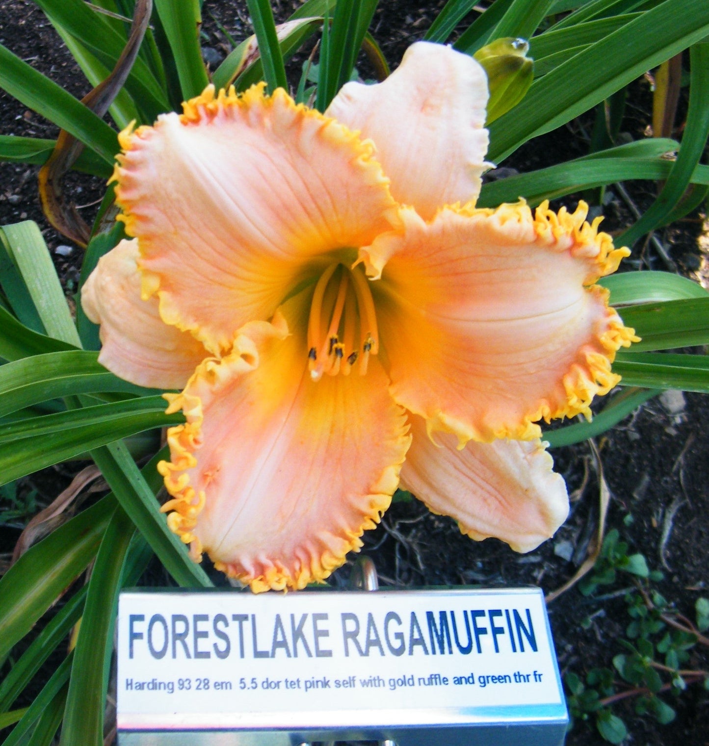 FORESTLAKE RAGAMUFFIN