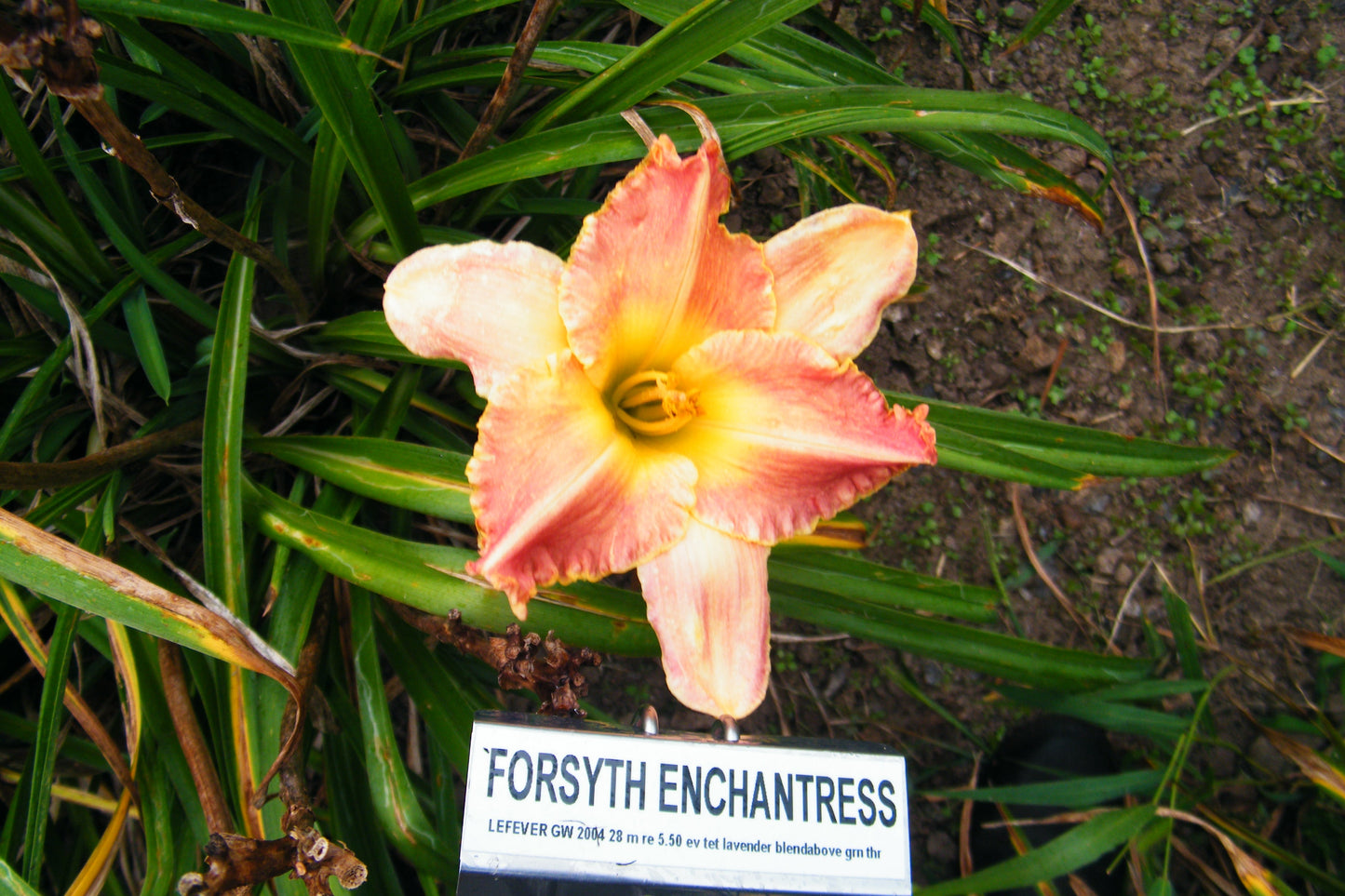 FORSYTH ENCHANTRESS