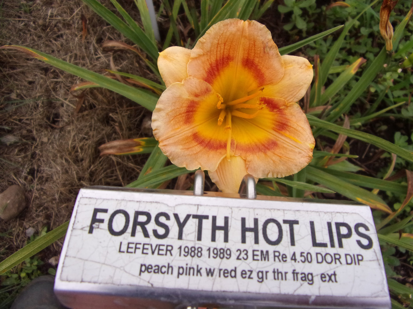 FORSYTH HOT LIPS