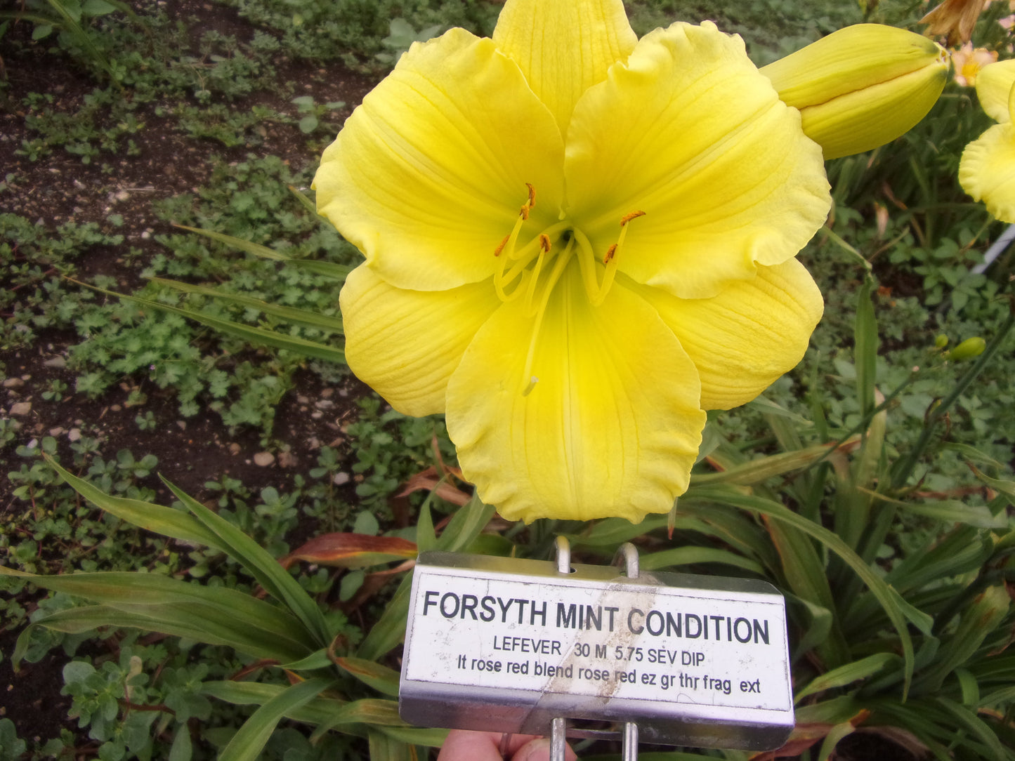 FORSYTH MINT CONDITION