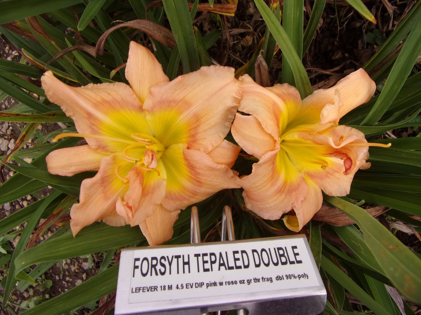 FORSYTH TEPALED DOUBLE