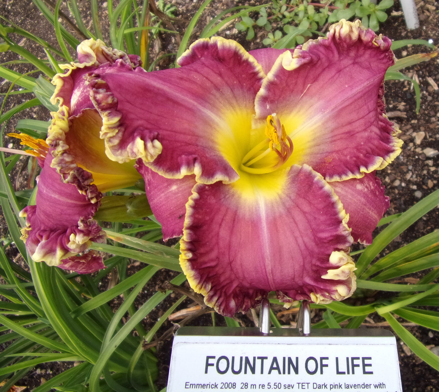 FOUNTAIN OF LIFE