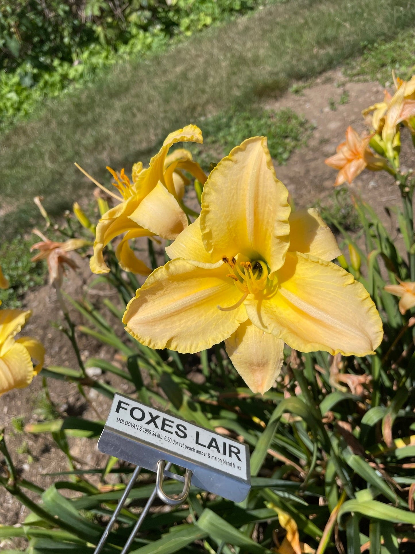 FOXES LAIR