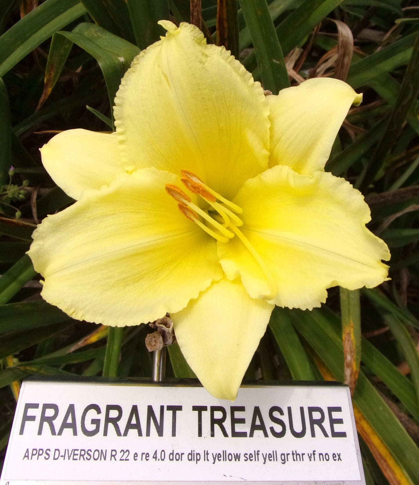 FRAGRANT TREASURE
