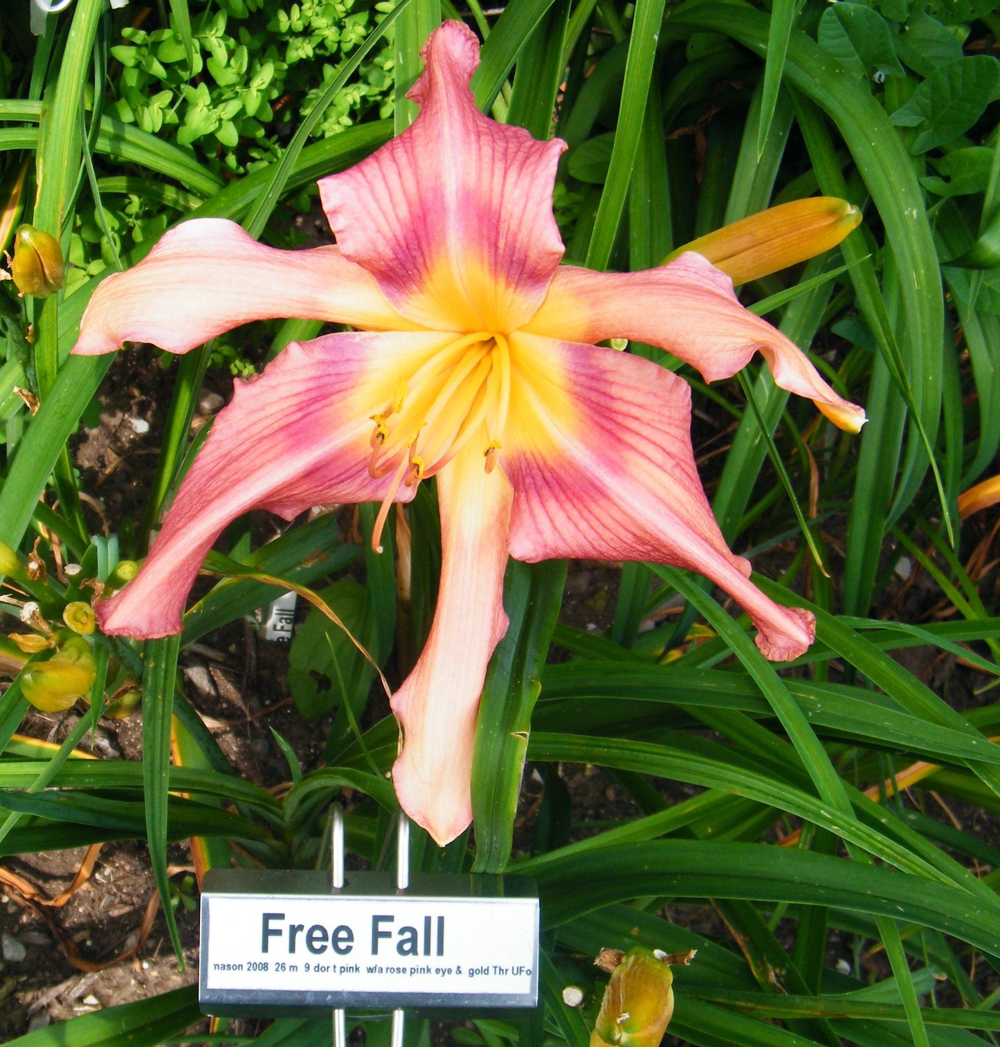 FREE FALL