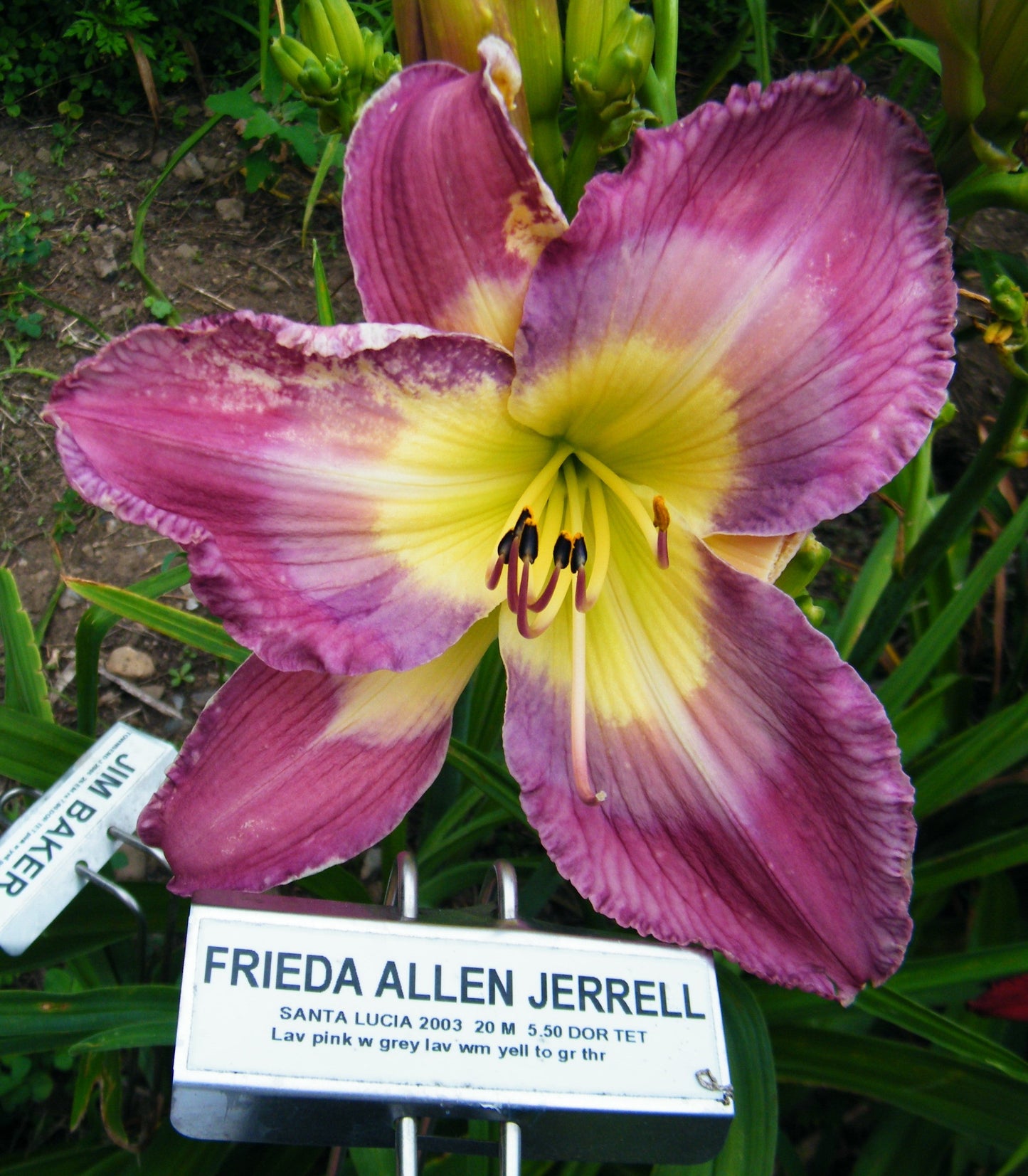FRIEDA ALLEN JERRELL