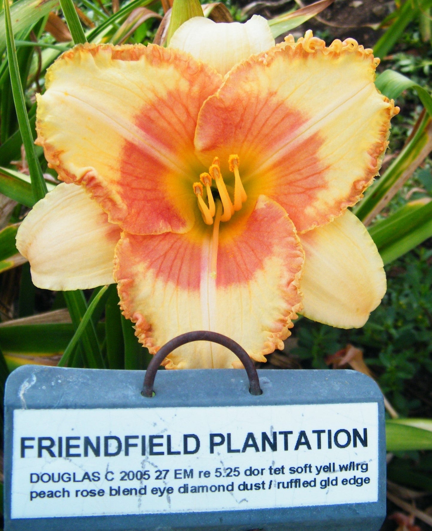 FRIENDFIELD PLANTATION