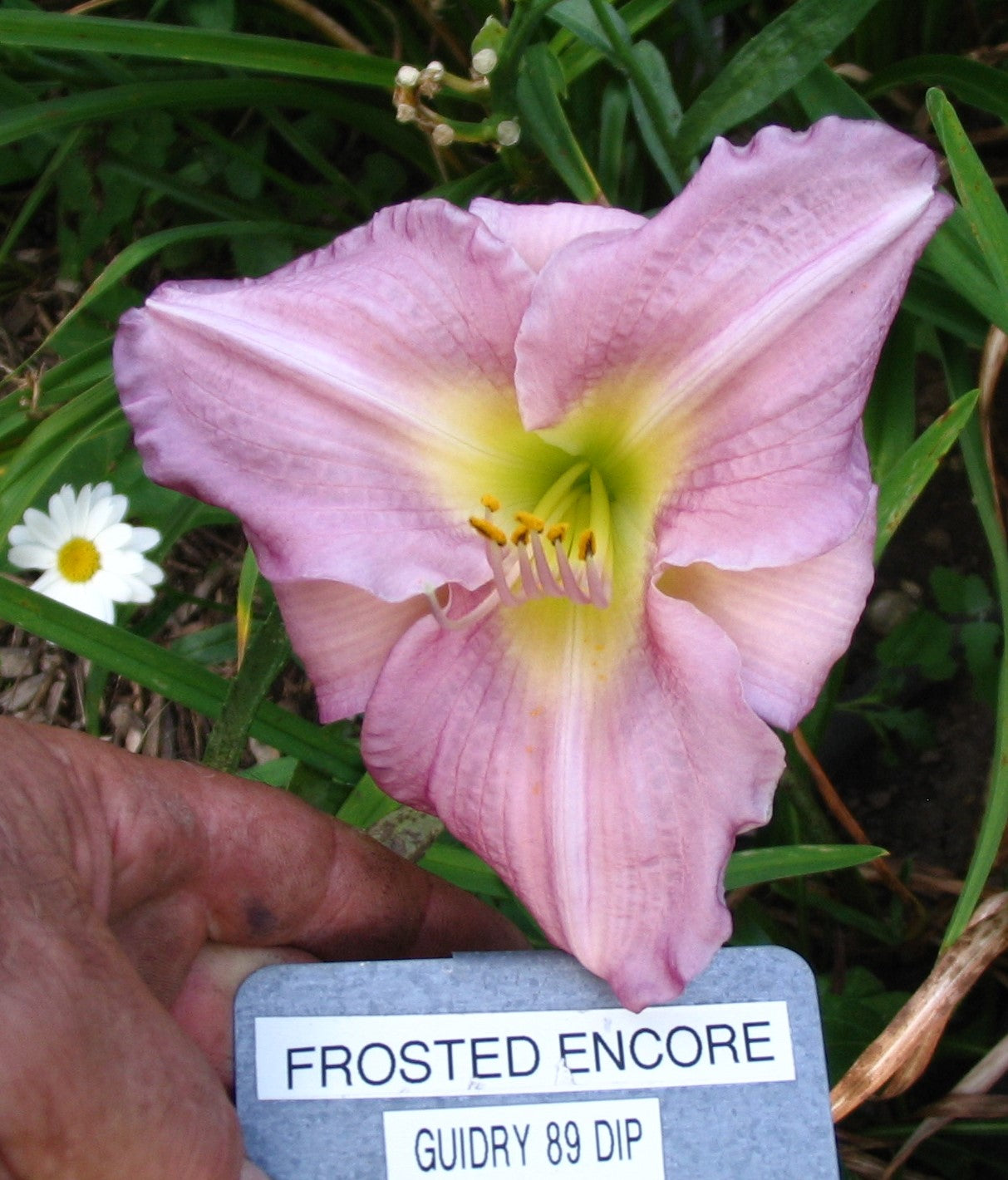 FROSTED ENCHORE