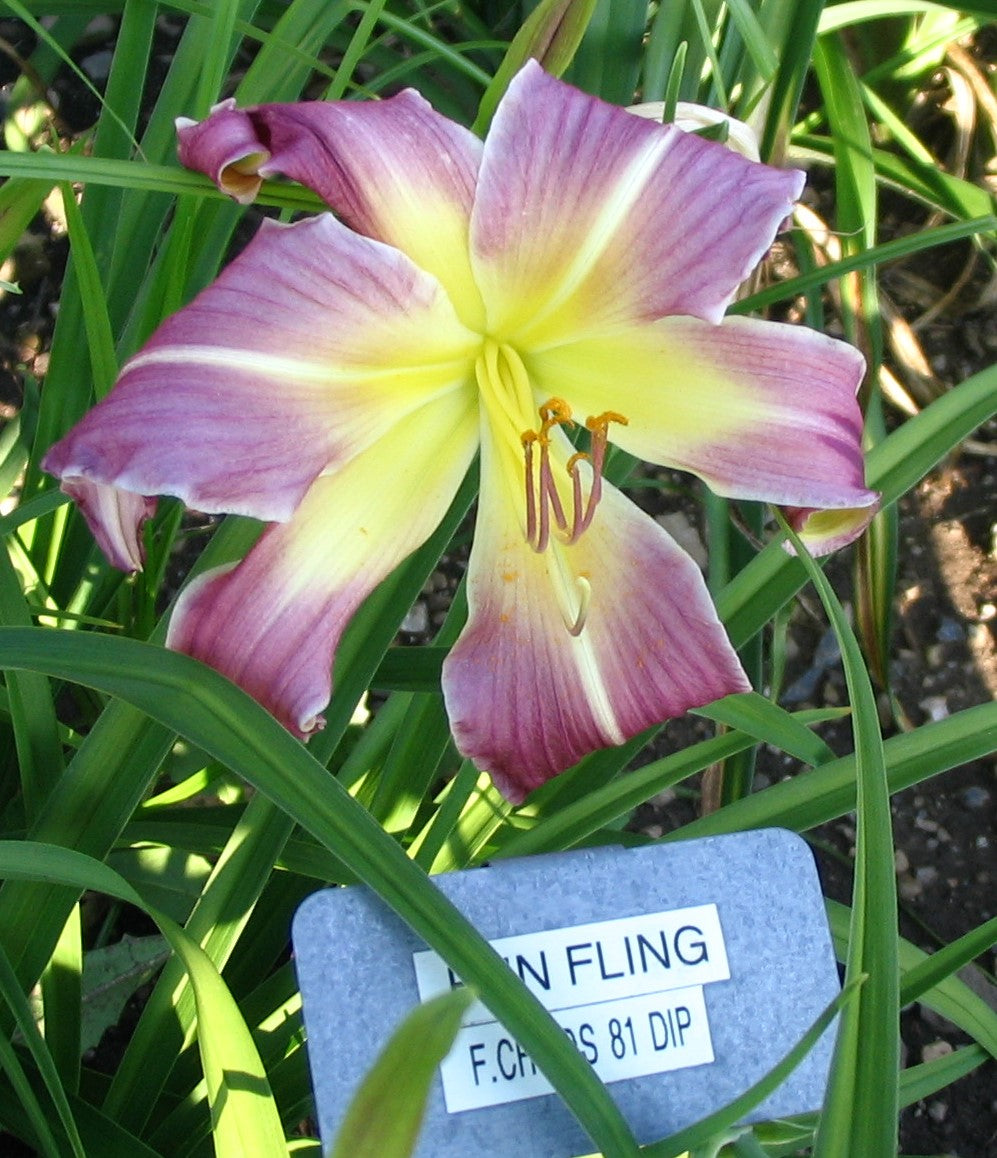 FUN FLING