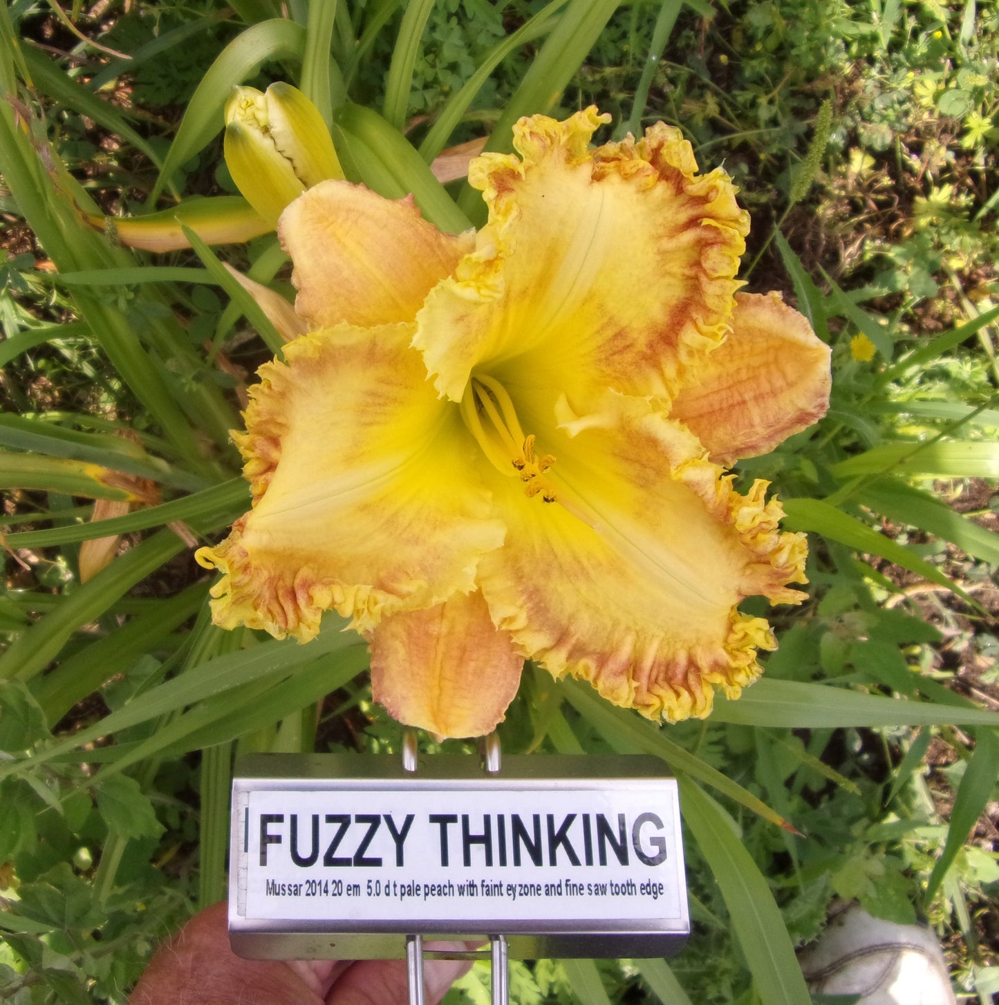 FUZZY THINKING
